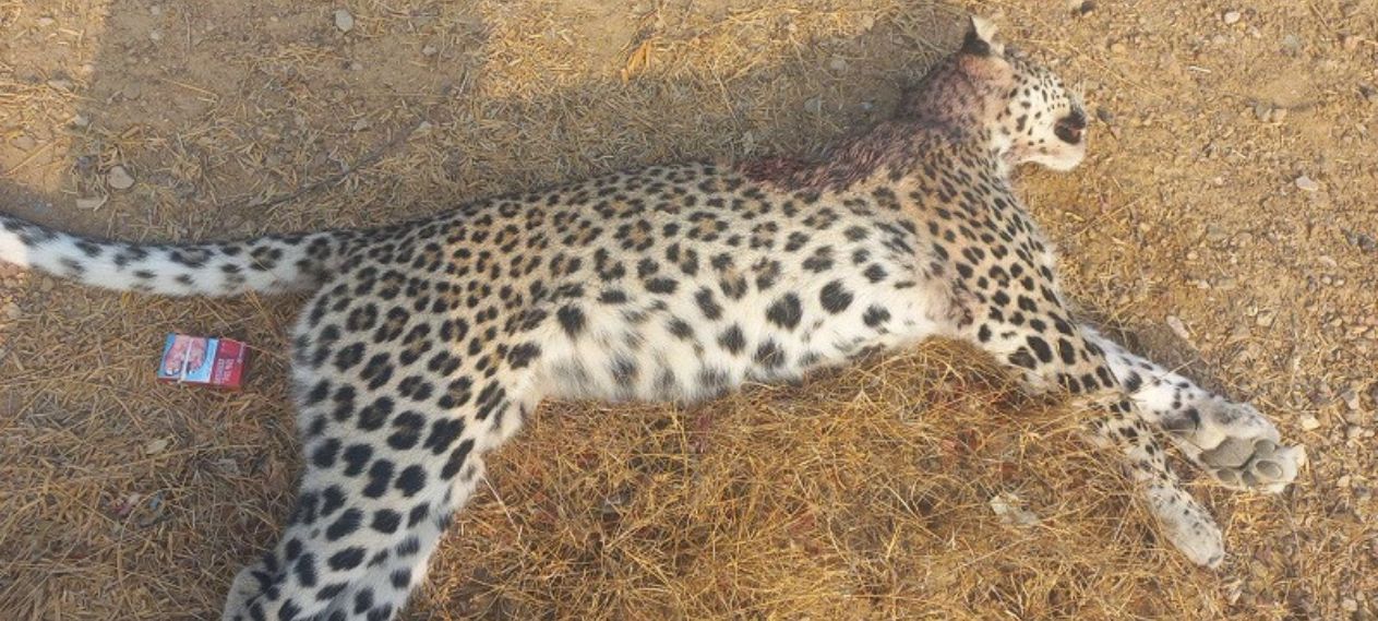 Leopard Shot Dead for Attacking a Man in KPK