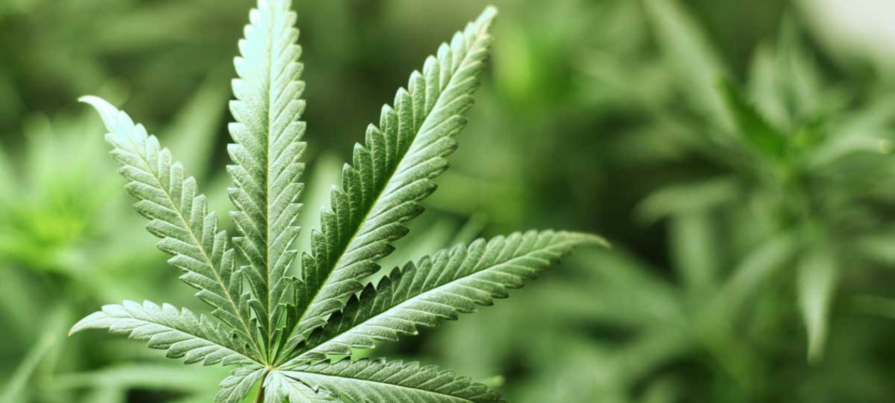 President Alvi OKs Cannabis Regulation Ordinance